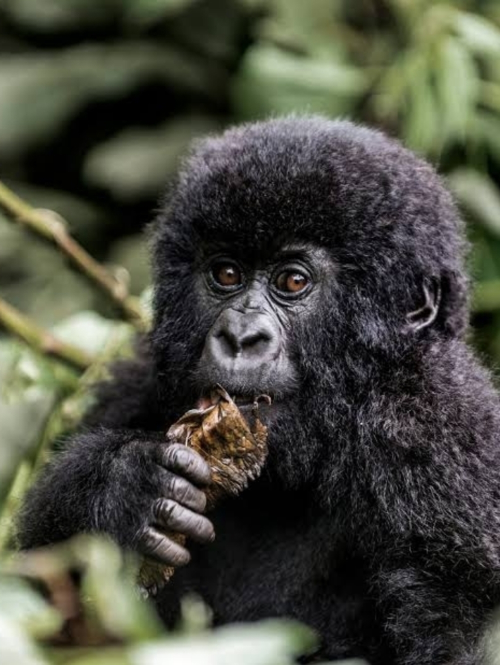 Custom Fridge Magnet Baby Gorilla Home Kitchen Decor